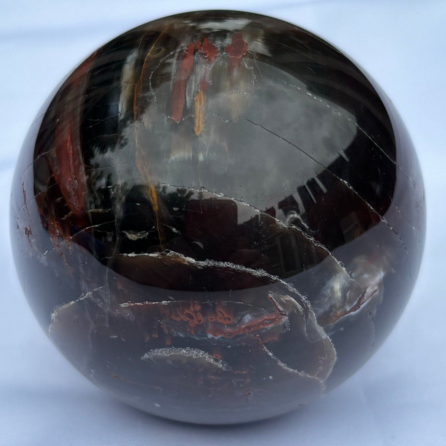 Petrified Wood - UK Wholesale Crystals